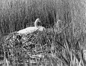 Images Dated 12th October 2015: Swan nesting