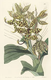 George Loddiges Prints: Swan orchid, Cycnoches pentadactylon