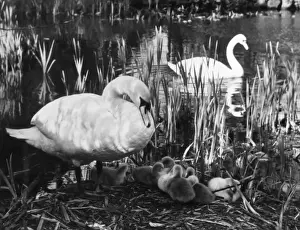 Rushes Prints: Swan Pen & her Cygnets