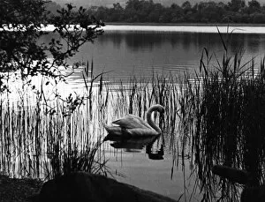 Images Dated 11th March 2011: Swan Among Reeds