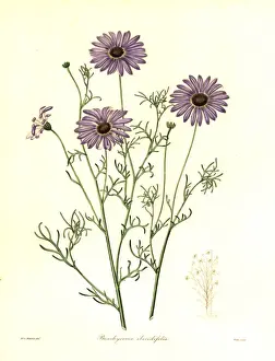 Daisy Prints: Swan River daisy, Brachycome iberidifolia