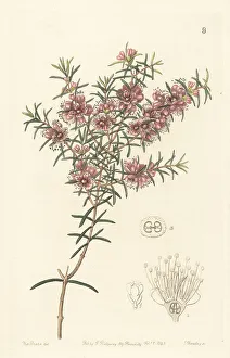 Swan River myrtle, Hypocalymma robustum