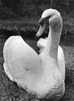 Nesting Collection: A swan sitting on its nest, Cornwall
