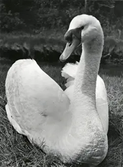 Nesting Prints: A swan sitting on its nest, Cornwall