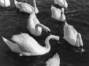 SWAN STUDY