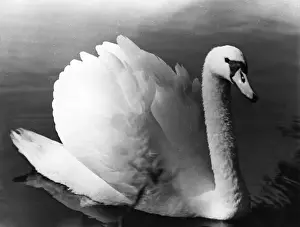 SWAN STUDY
