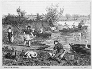 SWAN UPPING 1