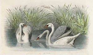 Swan Collection: Three Swans