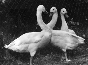 Images Dated 17th June 2011: Three Swans