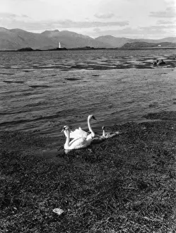 Swans & Cygnets