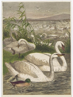Galore Gallery: Swans and Cygnets Galore