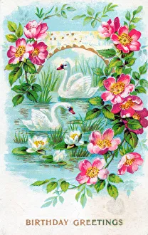 Lily Gallery: Swans and flowers on a birthday greetings postcard