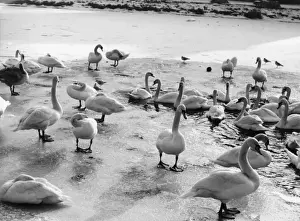 Swans on Frozen River