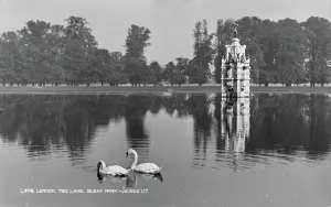 Swans on the Lake at Bushy Park