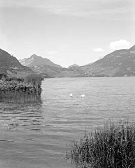Savoie Prints: Swans on a lake near Albertville