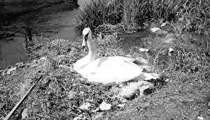 A Swans on its nest