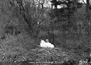 Swans Nest, Lennoxvale, Belfast