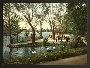 Tete Prints: The swans in the park Tete d Or, Lyons, France