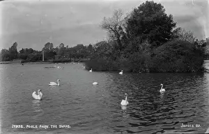 The Swans at Poole Park