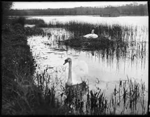 Rushes Prints: Swans Among Reeds