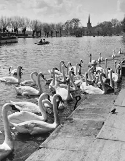Images Dated 30th March 2011: Swans on the River Avon