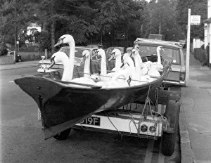 Images Dated 11th March 2011: Swans in Transit