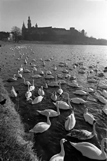 Swans on Vistula River, Krakow, Poland