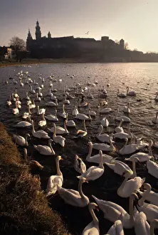 Basilica Prints: Swans on Vistula River, Krakow, Poland