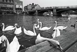 Dunn Collection: Swans, Windsor Bridge, Henley