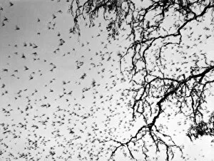 Images Dated 4th August 2011: Swarm of Locusts