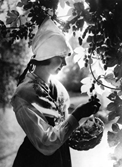 Images Dated 1st September 2011: Swedish Hop Picker