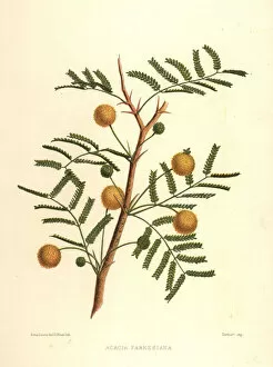 Acacia Gallery: Sweet acacia, Acacia farnesiana