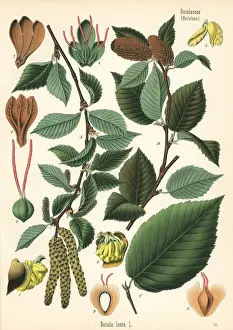 Adolph Prints: Sweet birch, Betula lenta