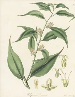 Nathaniel Wallich Prints: Sweet box, Sarcococca coriacea