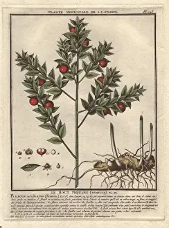 1780 Prints: Sweet broom or Jews myrtle, Ruscus aculeatus