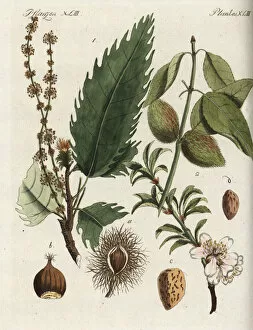Almond Gallery: Sweet chestnut and almond tree