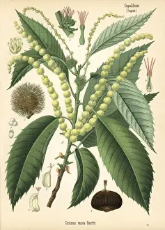 Sweet chestnut, Castanea sativa
