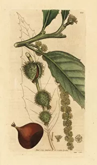 Chestnut Gallery: Sweet chestnut tree, Fagus castanea