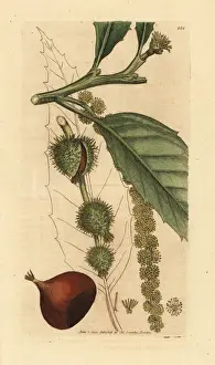 Chestnut Prints: Sweet chestnut tree, Fagus castanea