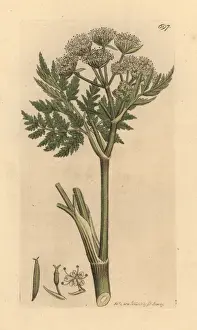 Sowerby Prints: Sweet cicely, Myrrhis odorata
