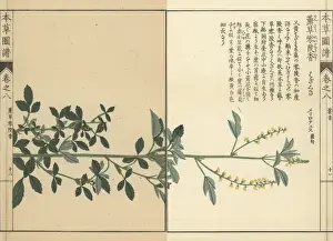 Sweet clover, Melilotus indicus