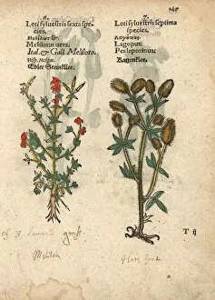 Officinalis Gallery: Sweet clover species, Melilotus officinalis