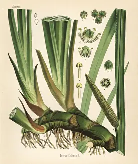 Cinnamon Prints: Sweet flag or cinnamon sedge, Acorus calamus