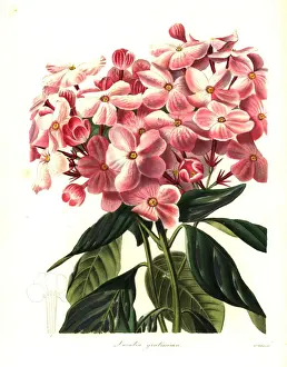 Sweet-flowered luculia, Luculia gratissima