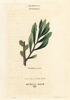 Classes Collection: Sweet gale or Dutch myrtle, Myrica gale