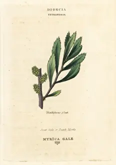 Classes Prints: Sweet gale or Dutch myrtle, Myrica gale