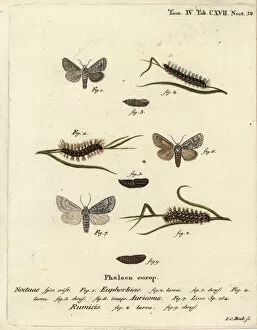 Johann Gallery: Sweet gale moth, scarce dagger and knot grass moth