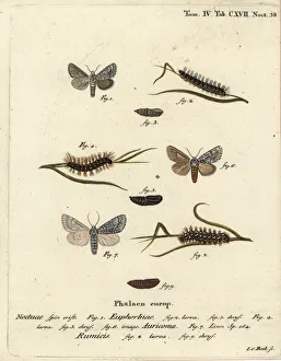 Pupa Prints: Sweet gale moth, scarce dagger and knot grass moth