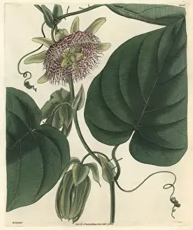 Passiflora Prints: Sweet granadilla or grenadia, Passiflora ligularis
