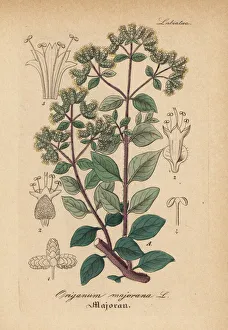 Sweet marjoram, Origanum majorana Sweet marjoram, Origanum majorana